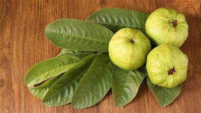 فوائد ورق الجوافة لصحة قلبك وتقوية جهازك المناعي