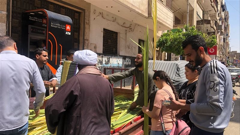 شراء السعف في قنا