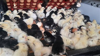  انخفاض سعر الكتكوت الأبيض واستقرار البط اليوم السبت