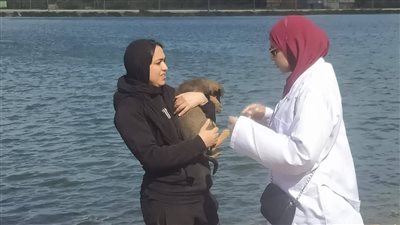 دمياط تنظم حملة لتحصين الكلاب الضالة ضد السعار والأمراض الوبائية (صور)