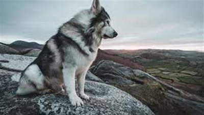 تفسير حلم الذئب في المنام وعلاقته بالابتعاد عن ارتكاب الذنوب