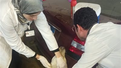 محافظة الإسكندرية تكثف حملات تطعيم كلاب الشوارع ضد السعار