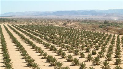 حقن التربة الرملية بالطين، مشروع بصحراء غرب المنيا لتحويلها إلى سلة غذاء