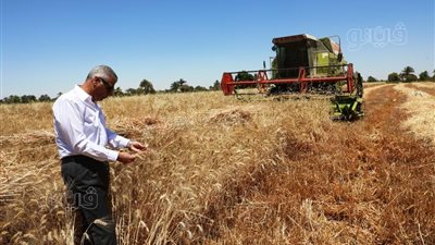 محافظ أسوان يعطى إشارة البدء لموسم حصاد القمح لعام 2025 (صور)