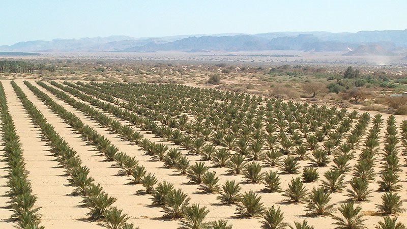 زراعة الصحراء، فيتو