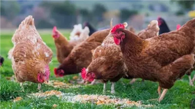 انخفاض سعر الفراخ اليوم الثلاثاء 15 أبريل 2025 