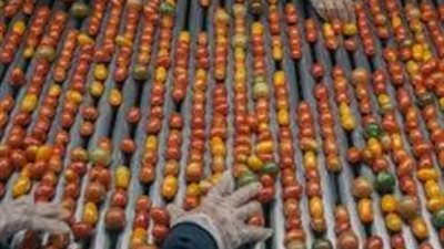 أمريكا تفرض رسوما 21% على واردات الطماطم المكسيكية 