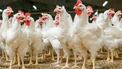 سعر الفراخ اليوم الثلاثاء 15 أبريل 2025 (آخر تحديث)