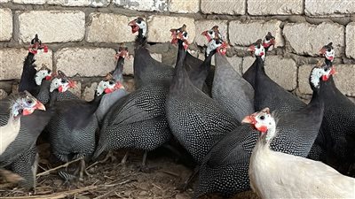 هواية ومشروع تجاري مربح، أسرار تربية طيور الزينة، الرومي التركي أشهر الأنواع، والبراهمة الأغلى والأكثر ضخامة (فيديو وصور)