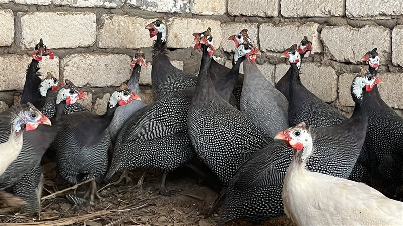 هواية تربية طيور