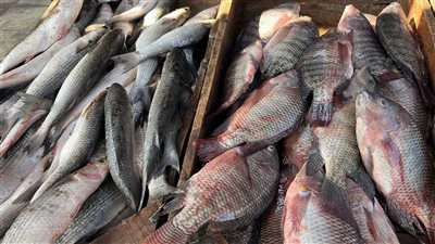 مع اقتراب شم النسيم، ارتفاع أسعار البوري في البحيرة (فيديو)