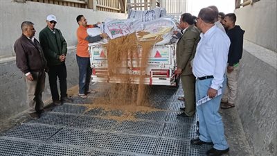 بدء موسم استلام القمح بصوامع الإسماعيلية (صور)