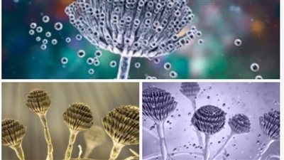 تيودر بلهارس يطلق سلسلة 