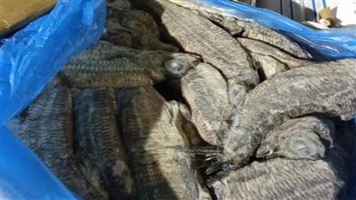 التحفظ على سيارة محملة بأسماك مملحة فاسدة قبل طرحها في الأسواق بالفيوم