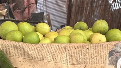 الليمون يتعدى الـ 100 جنيه، أسعار الخضروات بأسواق البحيرة (فيديو وصور)