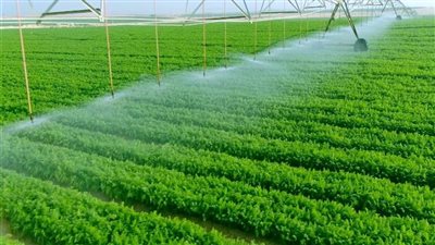 الإحصاء: 71.5٪ زيادة فى صافى قيمة الدخل الزراعى عام 2022/ 2023