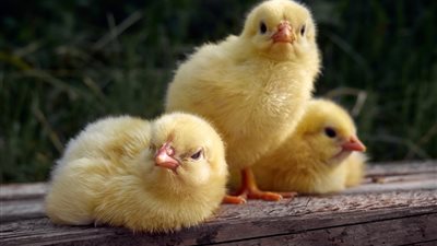 سعر الكتكوت الأبيض اليوم الأربعاء 16 أبريل 2025