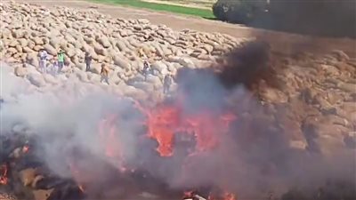 السيطرة على حريق هائل بشونة قطن في طنطا دون خسائر بشرية (صور)