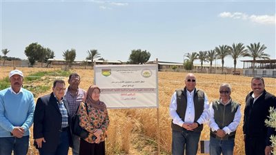 بحوث الصحراء يتابع موسم حصاد القمح في جنوب سيناء