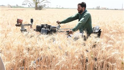 محافظ الفيوم يفتتح موسم حصاد وتوريد القمح (صور)