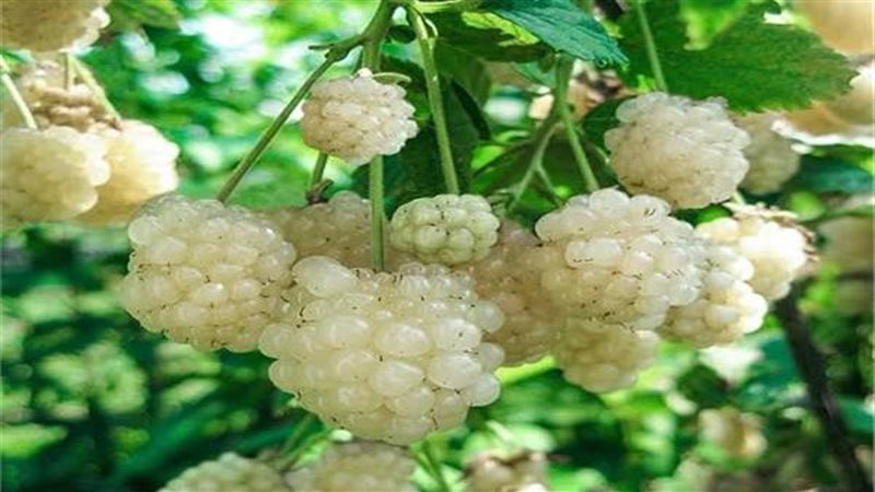 فوائد التوت الأبيض