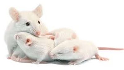 تفسير حلم عضة الفأر في المنام وعلاقته بمواجهة مشاكل وصعوبات 