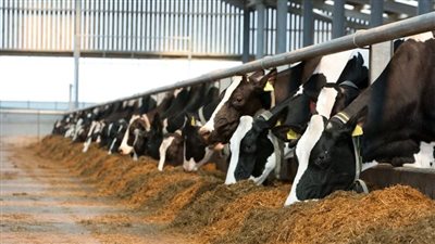 وزير الزراعة: اللحوم في مصر آمنة وتحصين 80% من الثروة الحيوانية