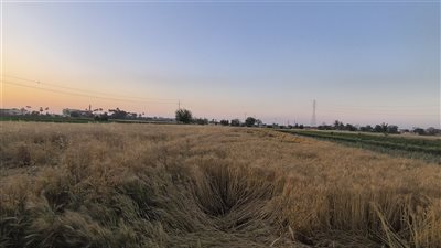 توصيات عاجلة لمزارعي القمح لمواجهة الموجات الحارة وحماية الإنتاج