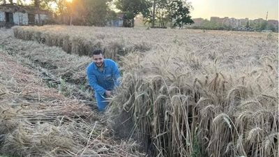 التموين: تسلم 466 ألف طن قمح من المزارعين في الموسم المحلي