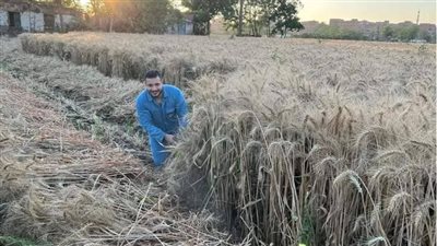 الإنتاجية والسعر، فرحة أهالي القليوبية 