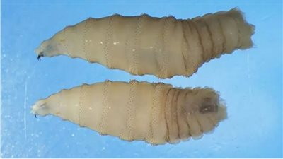 المكسيك تسجل أول إصابة بشرية بـ