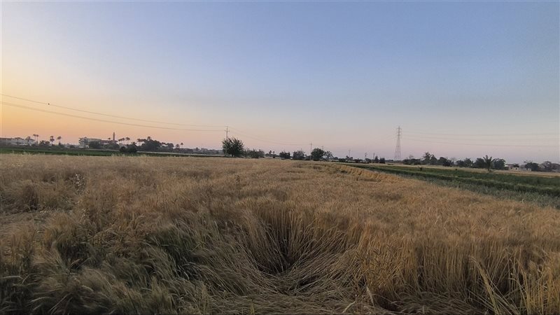 محصول القمح