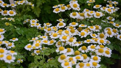 انطلاق الدورة الـ92 لـ معرض زهور الربيع في المتحف الزراعي بالدقي (صور)