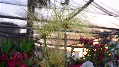 الأسعار تبدأ من 15 جنيها، إقبال كثيف على معرض زهور الربيع بالمتحف الزراعي (صور) 