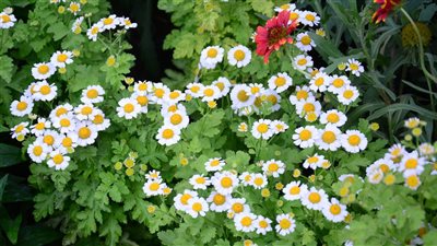  أخبار مصر اليوم: موعد افتتاح حديقة حيوان الجيزة.. قرار جديد بشأن أزمة محلات بلبن.. واستعدادات حكومية لإبرام صفقات مع الكويت وقطر على غرار رأس الحكمة