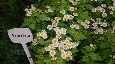 الأقحوان تلفت الأنظار بمعرض زهور الربيع.. ألوان جذابة وفوائد طبية.. وتخفيض درجات الحرارة وتسكين الآلام وعلاج الصداع «أبرز الفوائد» (صور)