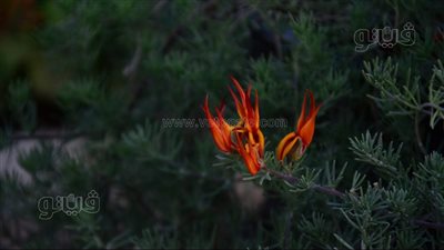 نادرة ومهددة بالانقراض، 