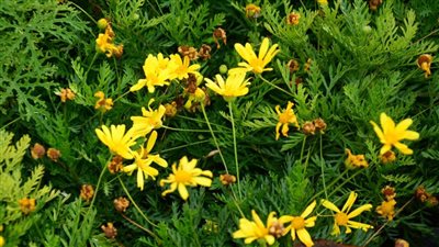 نبات البردي تراث أجدادنا وحلق الأميرات.. زهرة زينة حديقة قصر محمد علي، أجمل أنواع الزهور في معرض الربيع بالمتحف الزراعي في الدقي (صور) 