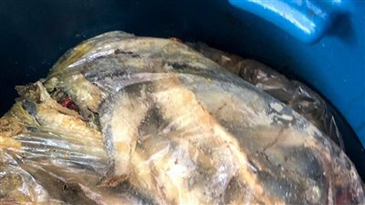 ضبط ٢٤٠٧ كيلو أسماك مملحة غير صالحة للاستخدام الآدمي فى الإسكندرية