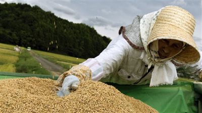  اليابان تدرس زيادة واردات الأرز الأمريكي ضمن مفاوضات الرسوم الجمركية