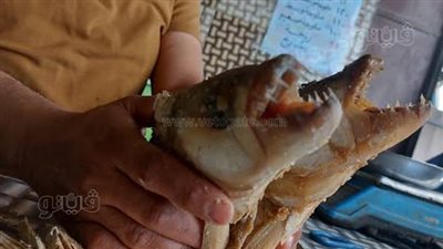 قبل الشراء واحتفالات شم النسيم، إزاي تميز بين الفسيخ الفاسد والصالح للأكل (صور)