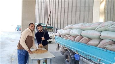 بالأرقام، تعرف على كميات القمح المُوردة لشون المنيا (صور)