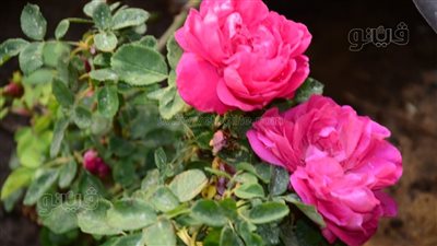 الورد البلدي يزين معرض زهور الربيع بالمتحف الزراعي.. يستخدم في صناعة العطور ومستحضرات التجميل.. والراعي الرسمي لاحتفالات عيد الحب (صور)