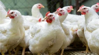 أسعار الفراخ البيضاء والبلدي اليوم الأحد 20 أبريل 2025 (أخر تحدث)