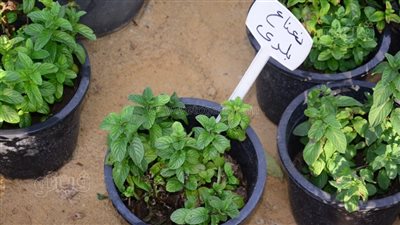 الشاي الأخضر والنعناع الفرنساوي والزعتر البلدي.. أشهر أنواع نباتات المطبخ بمعرض زهور الربيع بالمتحف الزراعي في الدقي (صور)