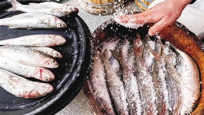 نصائح هامة من القومي للبحوث لتجنب أضرار الأسماك المملحة في شم النسيم (فيديو)