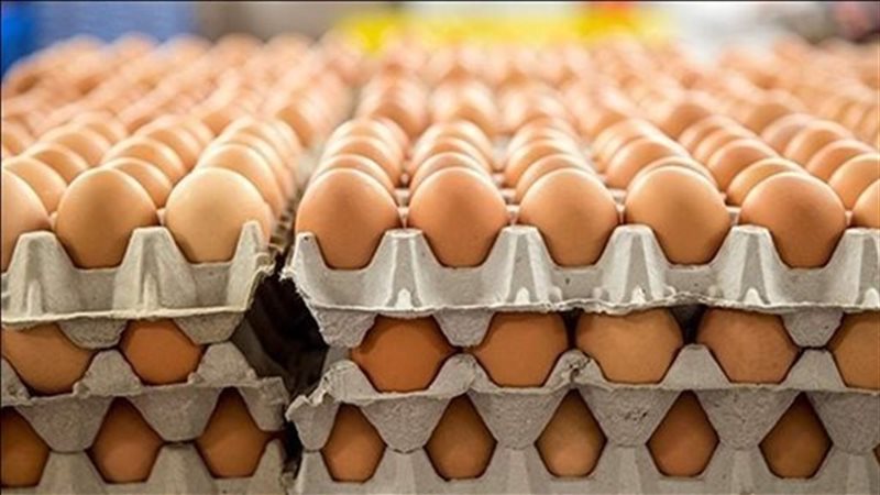 أسعار البيض اليوم