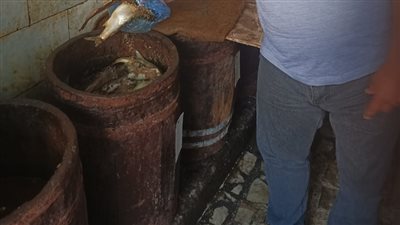 تموين شرق الإسكندرية يضبط فسيخ ورنجة مجهولة المصدر