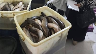  ضبط كميات ضخمة من الفسيخ والرنجة مجهولة المصدر في حملة بحدائق أكتوبر