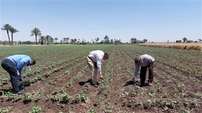 زراعة أسيوط تتابع إنتاجية المحاصيل بالمراكز 